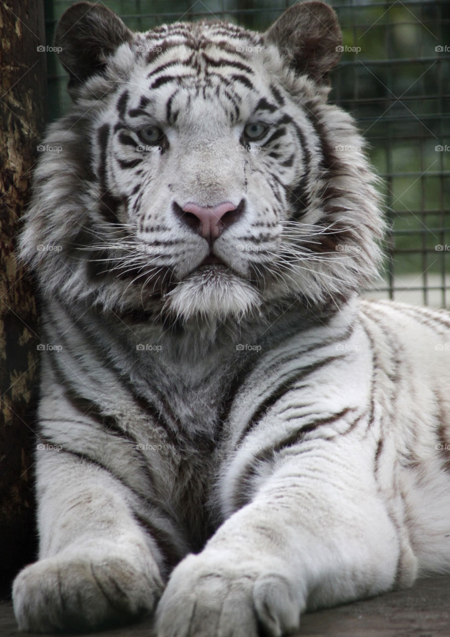 White tiger