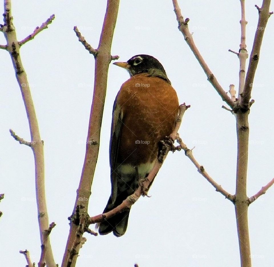 American Robin