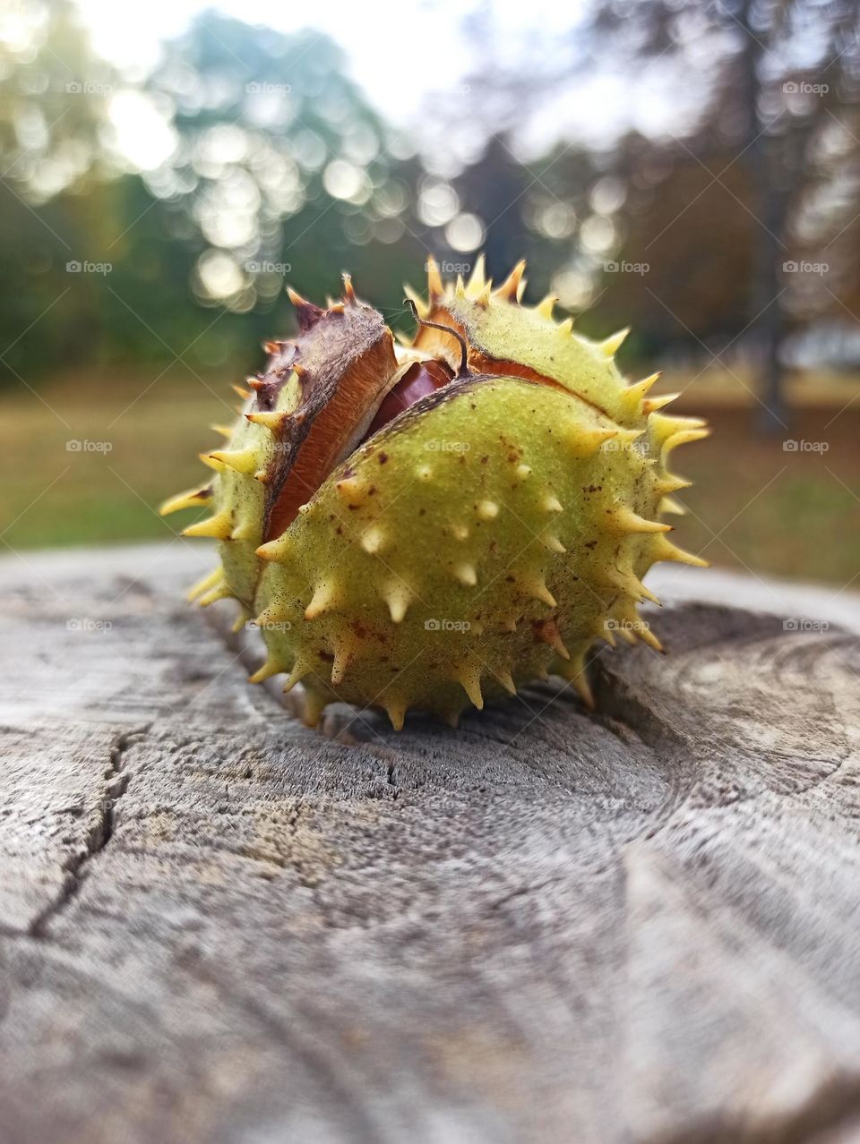 chestnuts, autumn still life, autumn time, fruits of nature, nature, autumn, autumn day