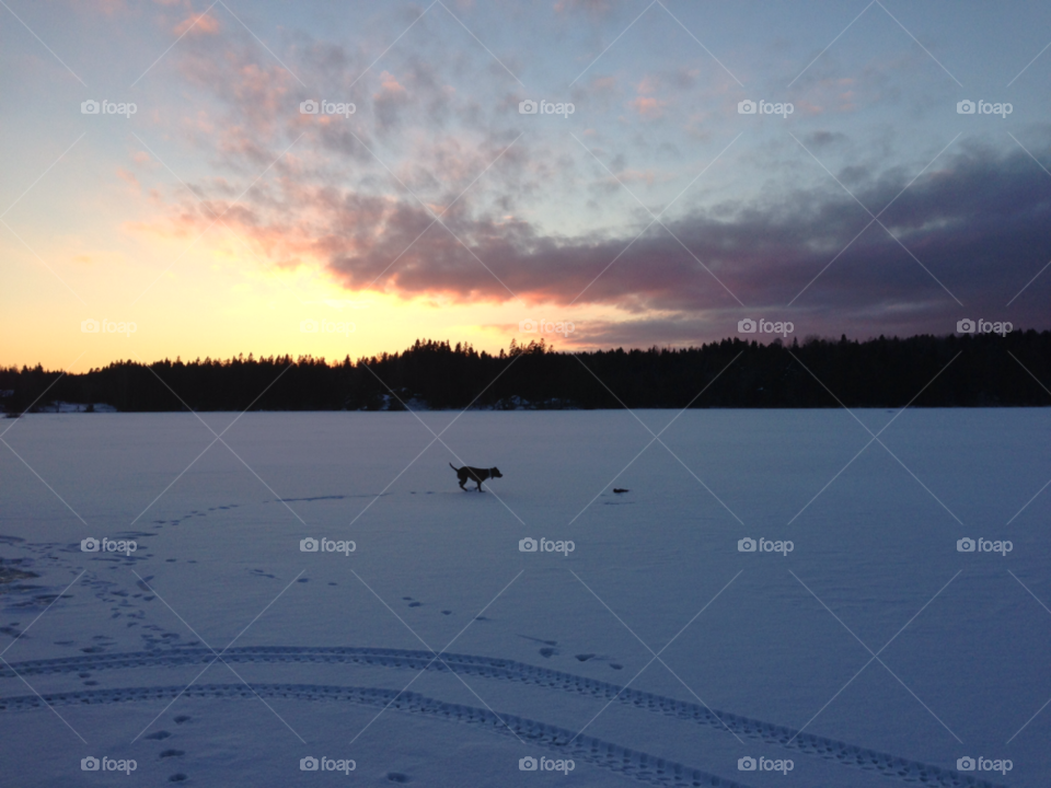 snow winter sunset dog by paula