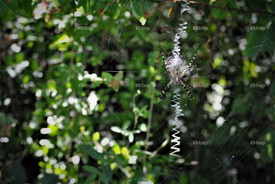 Banana Spider Spins Web