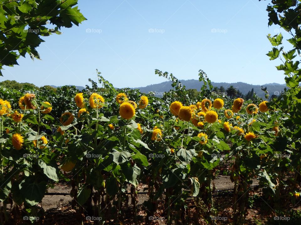 Field of yellow flowers