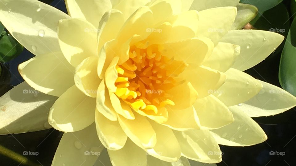 Close-up macro shot of a yellow water lily in the summer