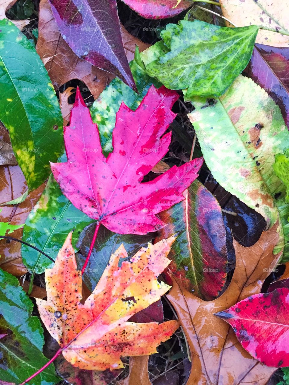 Colorful red and orange and yellow maple leaves on the ground during rain in autumn or fall