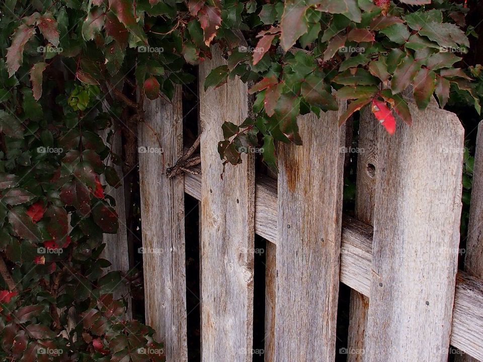 Prickly Fence