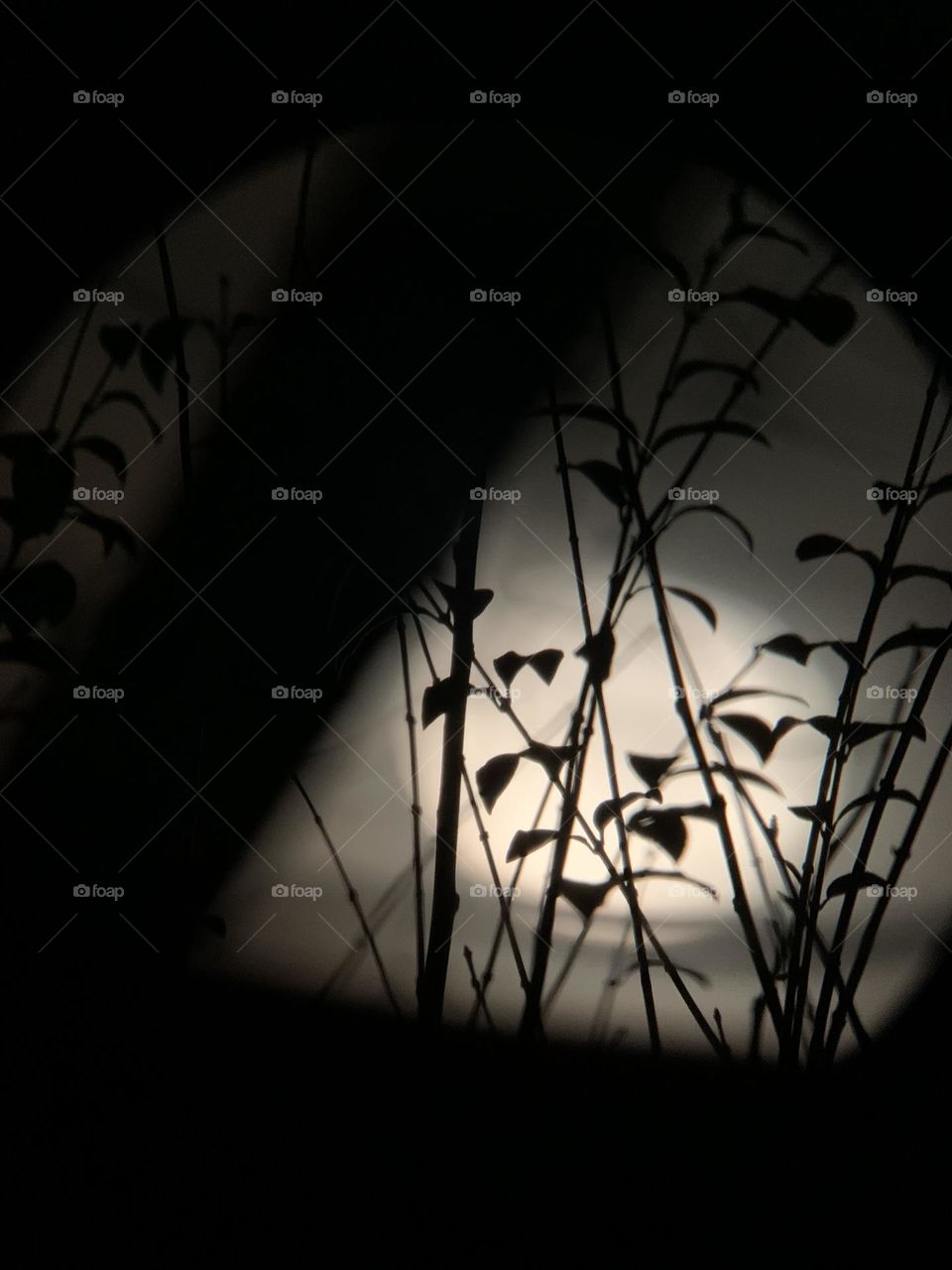 The moon, early in the morning, on a chilly December day. It looks like a full moon, low on the horizon. It’s beautiful. 