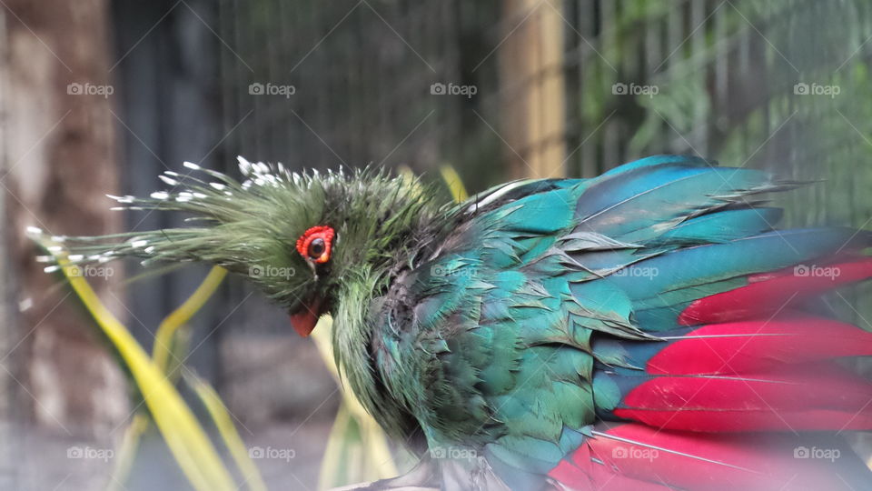 Bird, Feather, Nature, Zoo, Animal