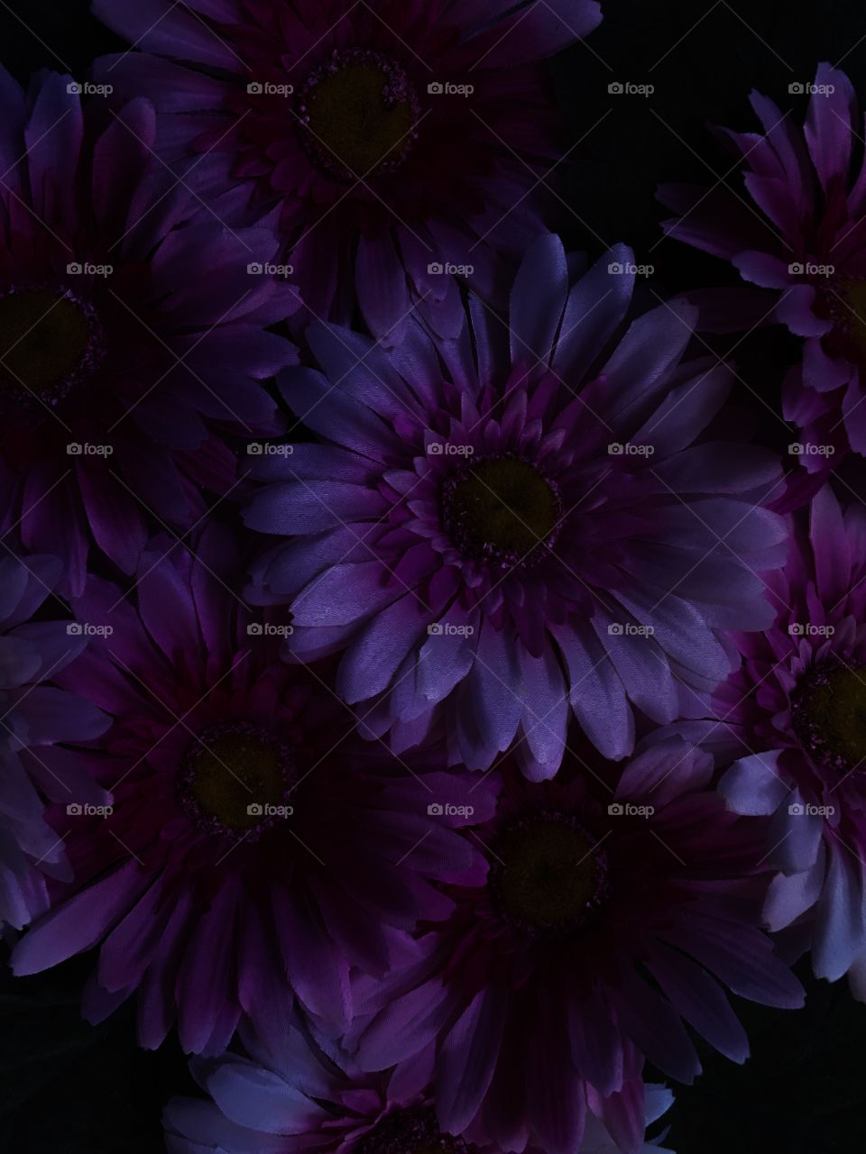 Dark daisies 