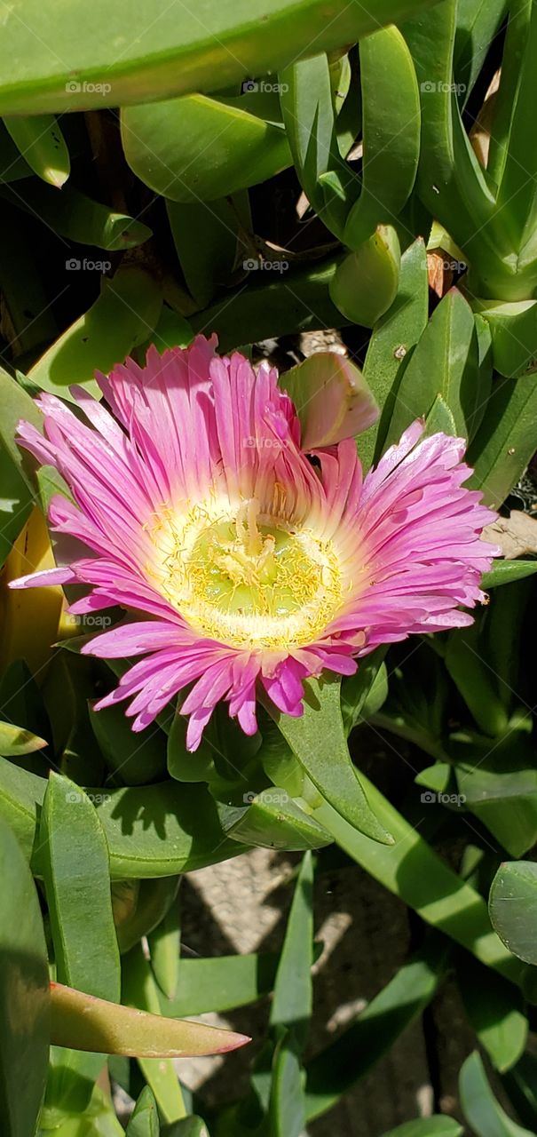 Succulent flowers