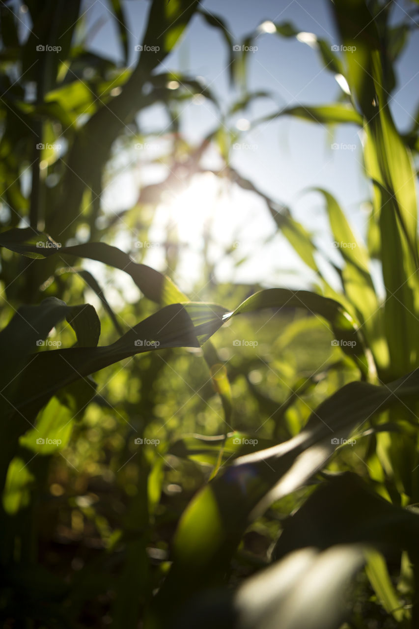 Corn field 