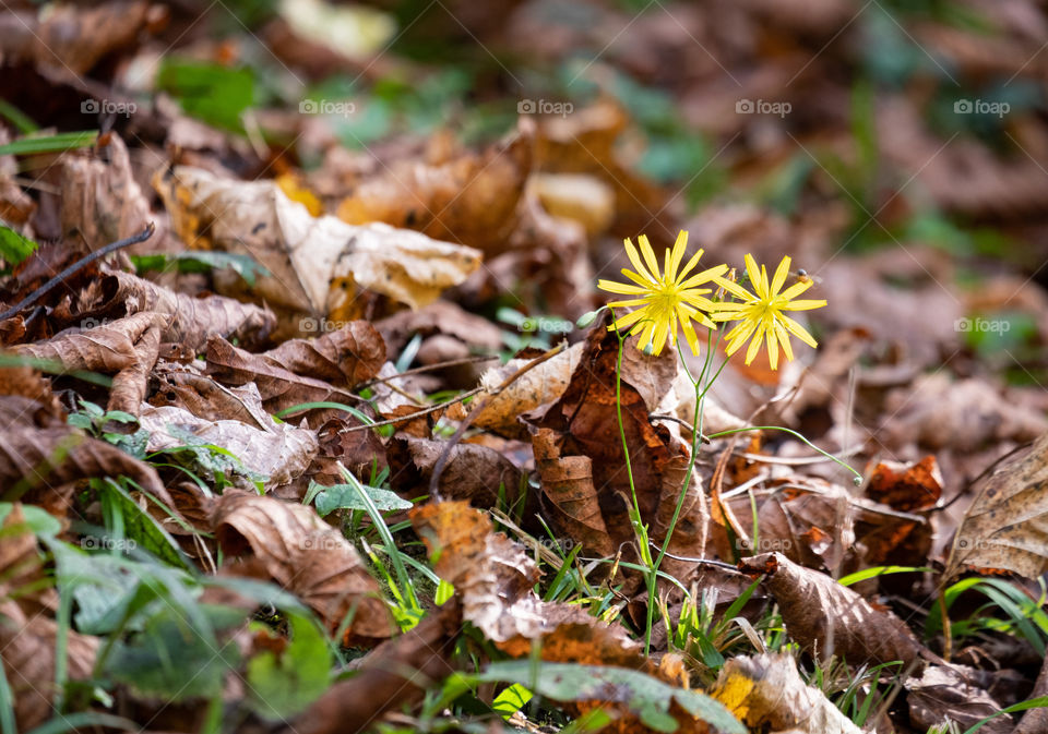 Little flower... Big power