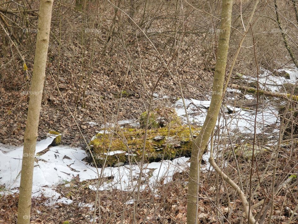 wood in the frozen river