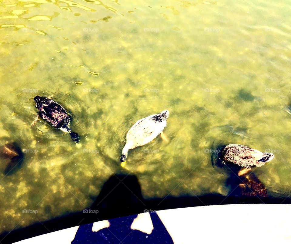 Feeding my favorite ducks in the pond. 
Love ducks. Love waters. They are good combinations. Ducks are cute, calm, and peaceful. 