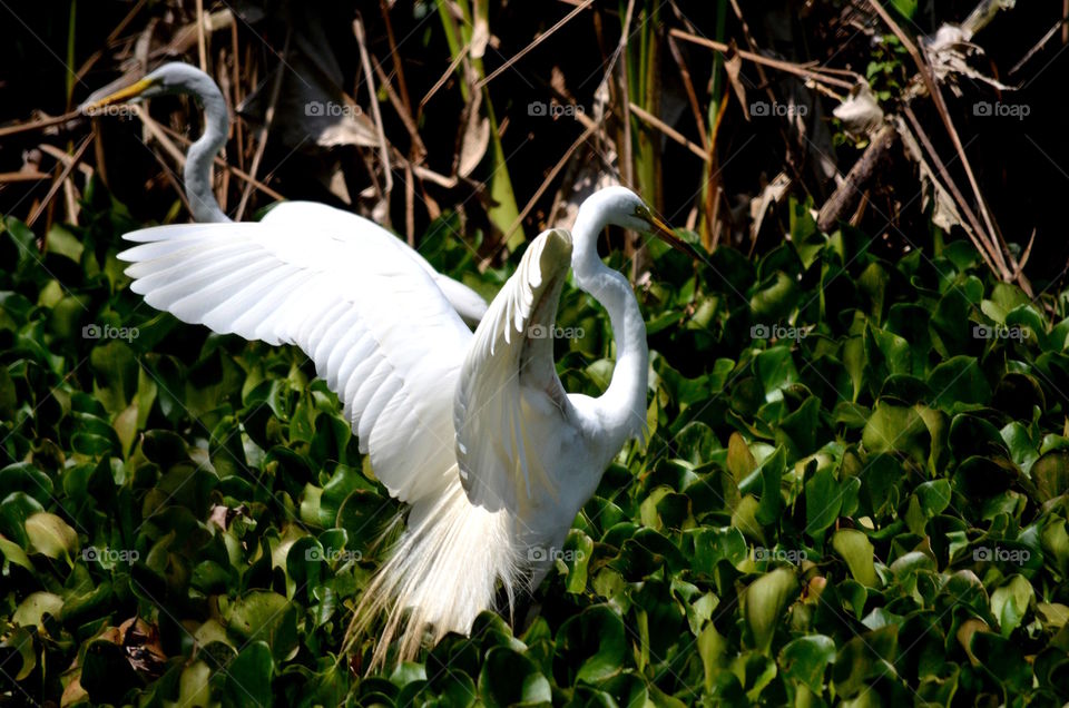 Snowy Egret