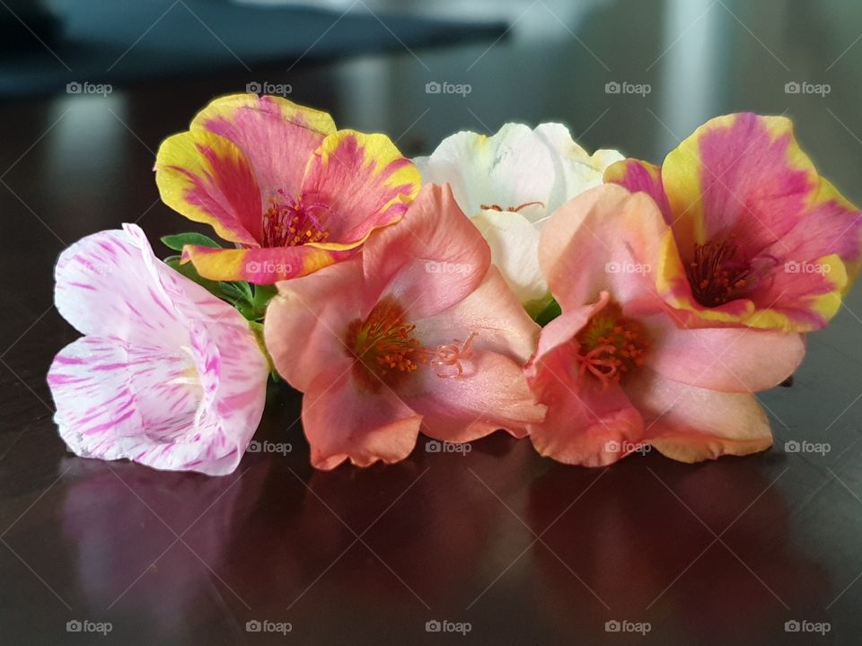 my beautiful Portulaca grandiflora