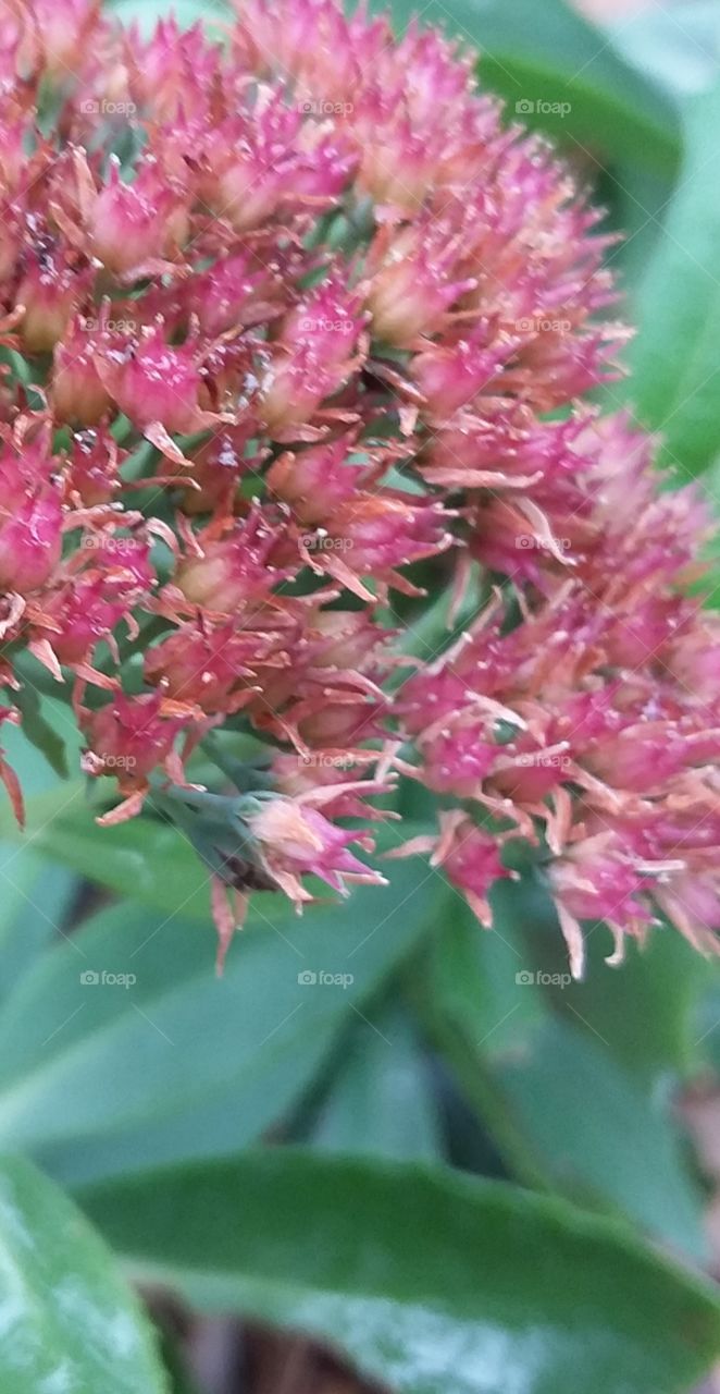 its punk flowers in the garden on a cloudy Fall day