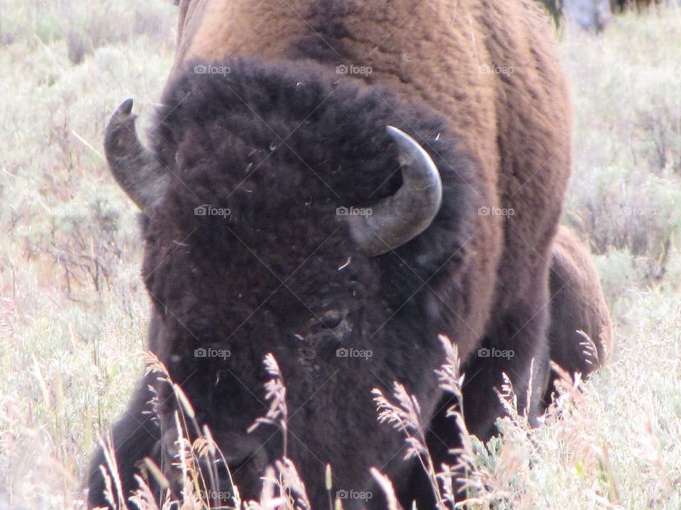 Buffalo 