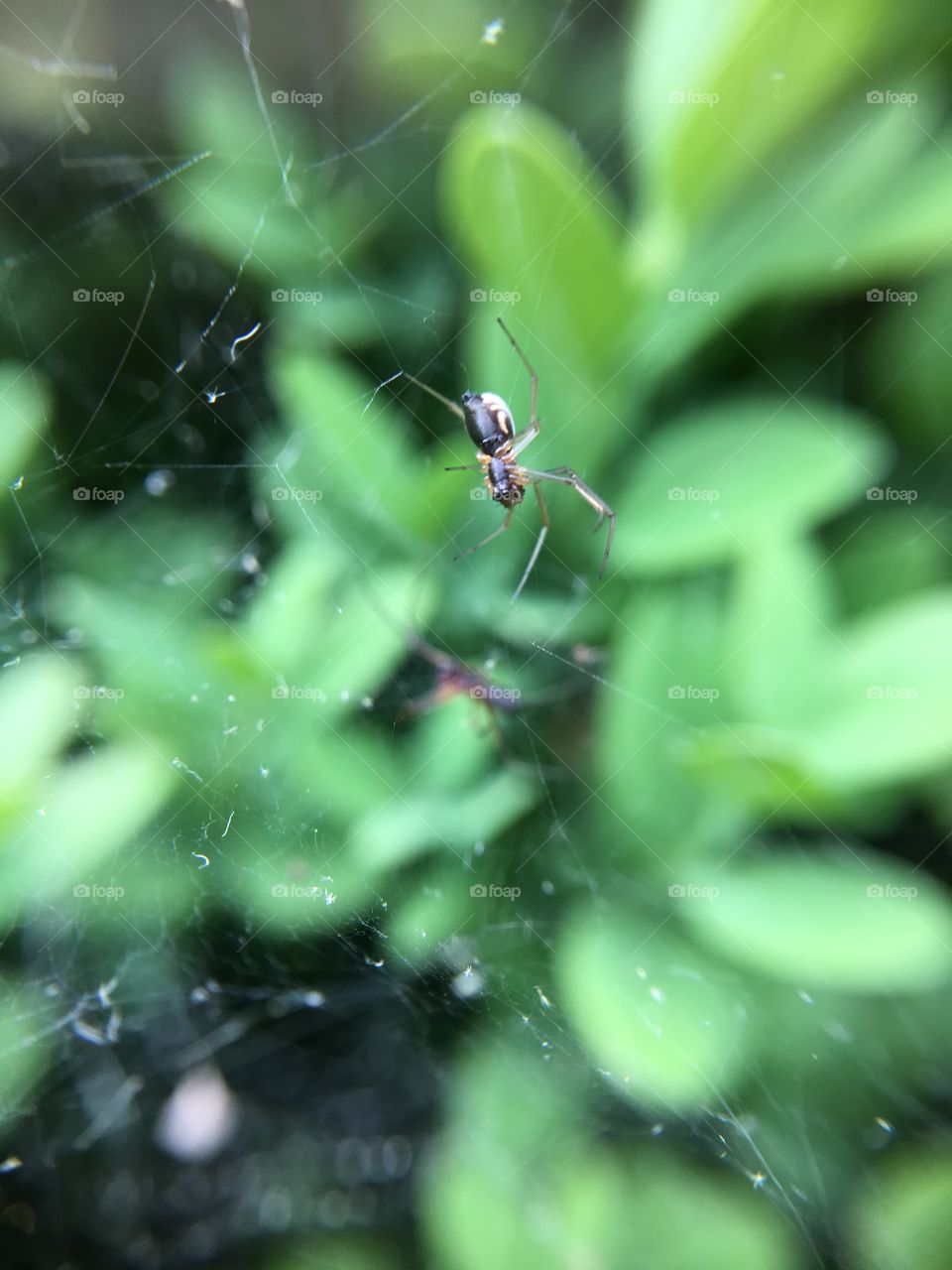 Tiny spider