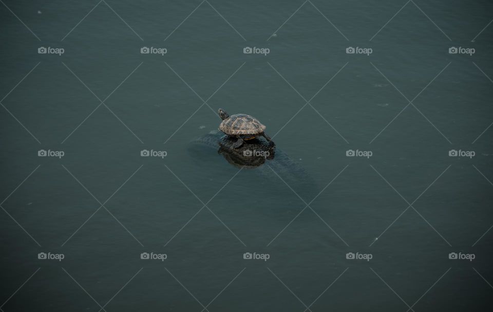 Turtle Sitting on Top of A Tire that was thrown into the pond