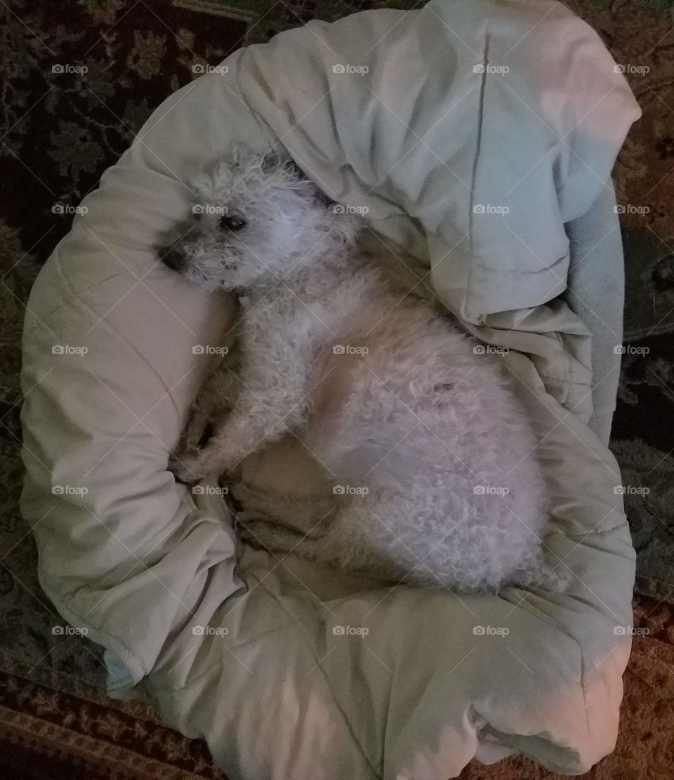 #clash of colour - apricot poodle laying in bed with tan blanket.
