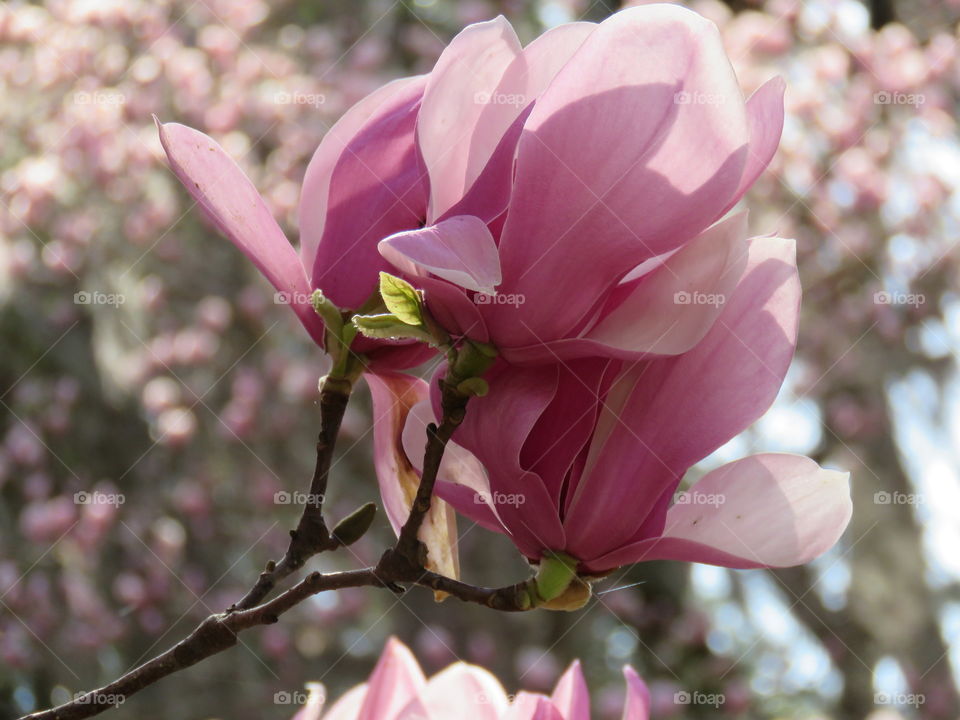 Japanese magnolia in bloom