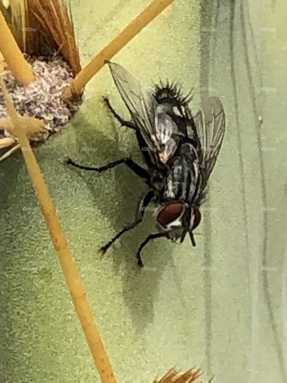 Beautiful fly on cactus leaf in spring 