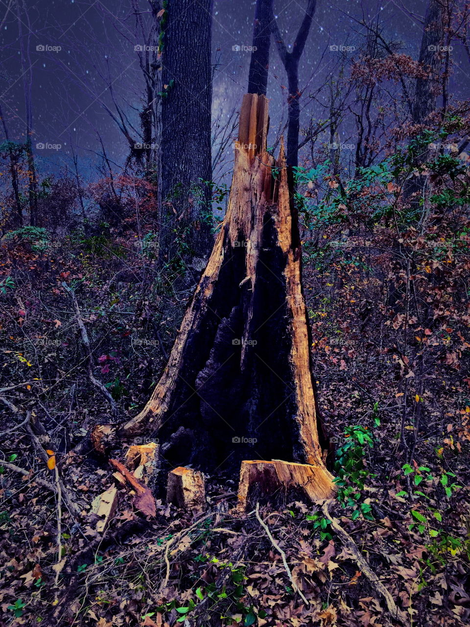 Starry stump