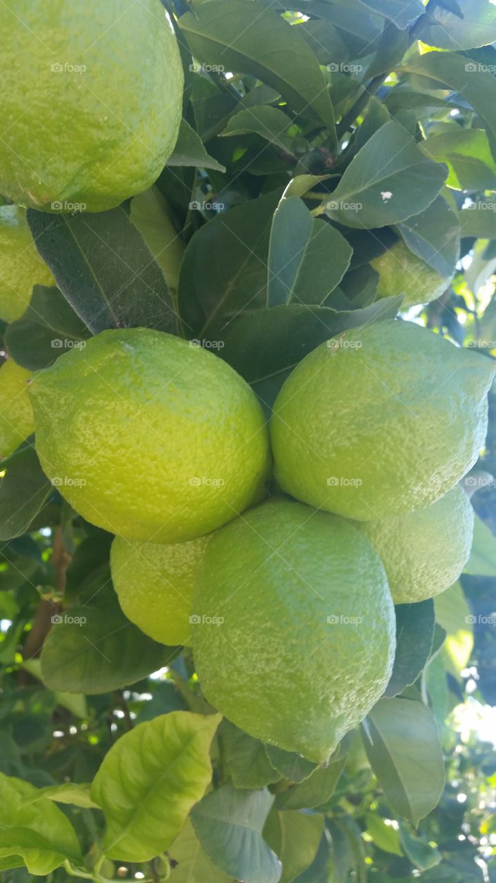 lemon bunch still growing