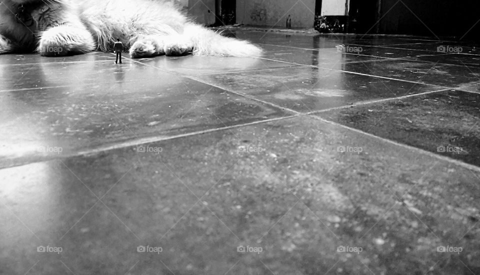 Giant cat, liliput world