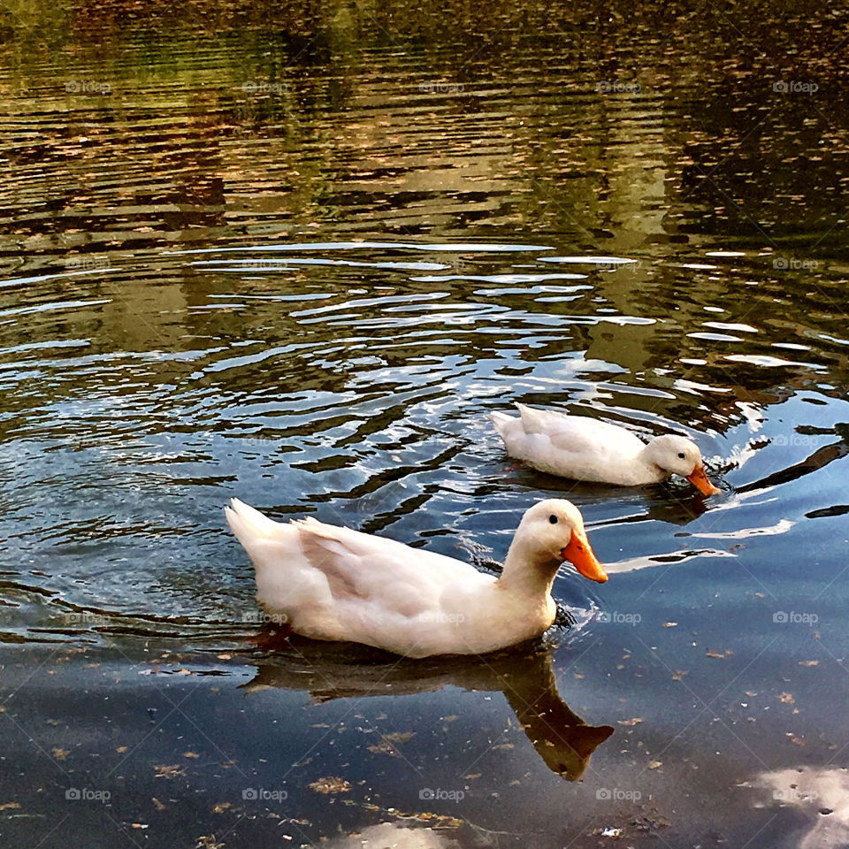 Two white ducks