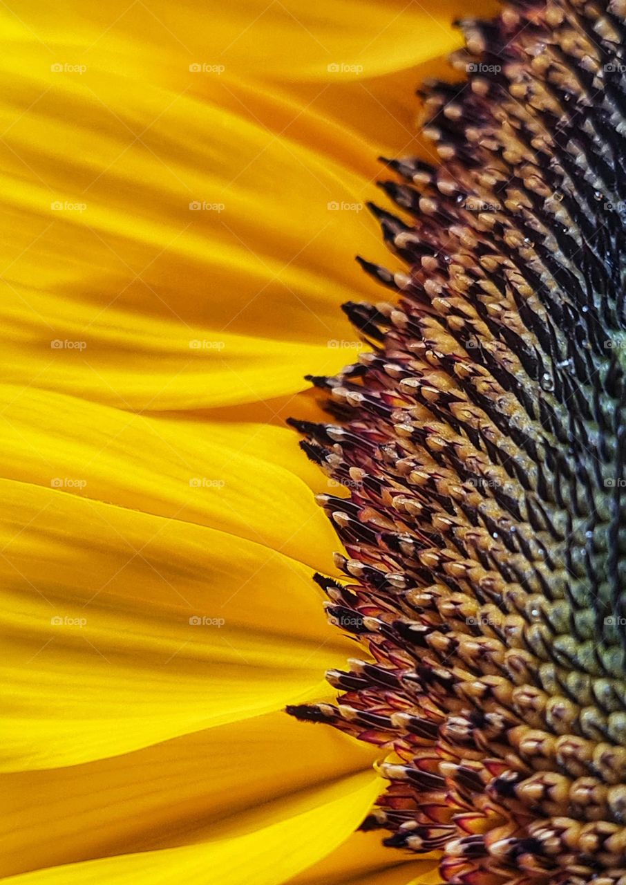 Yellow of the sunflower sparkling light of happiness
