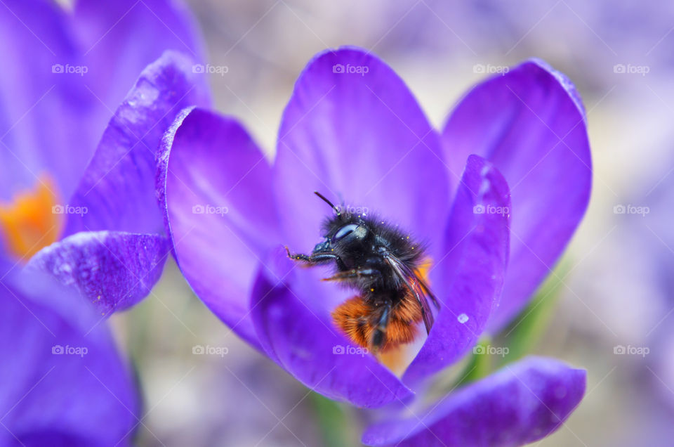 Macro world, bee on crocus