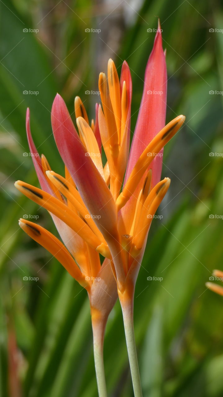 heliconia andromeda