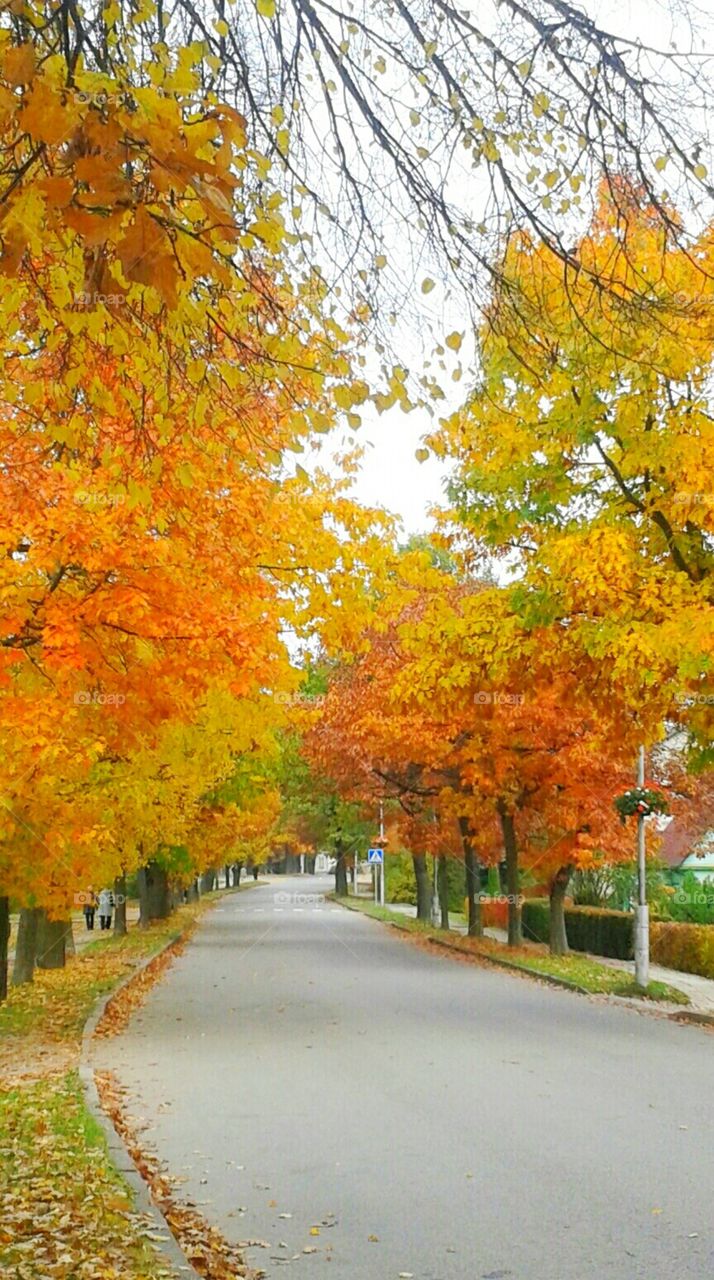 street to autumn