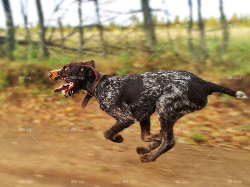 dog running focus collar by vsusov
