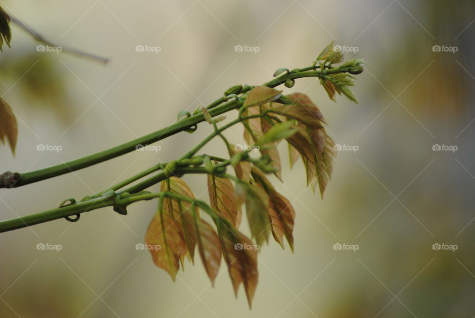 Tree leafs