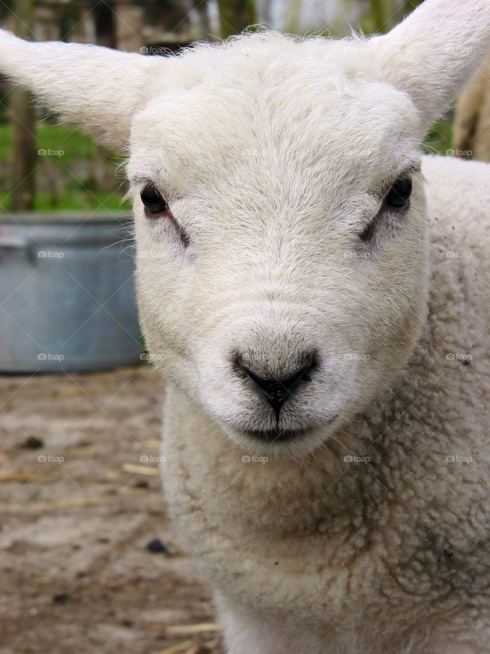 Portrait of white lama