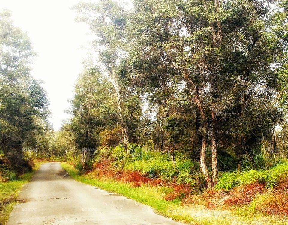 Backroad Ohi'a Forest