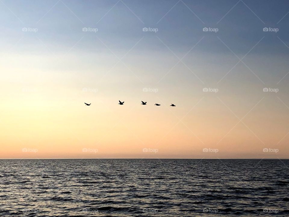 Birds in flight