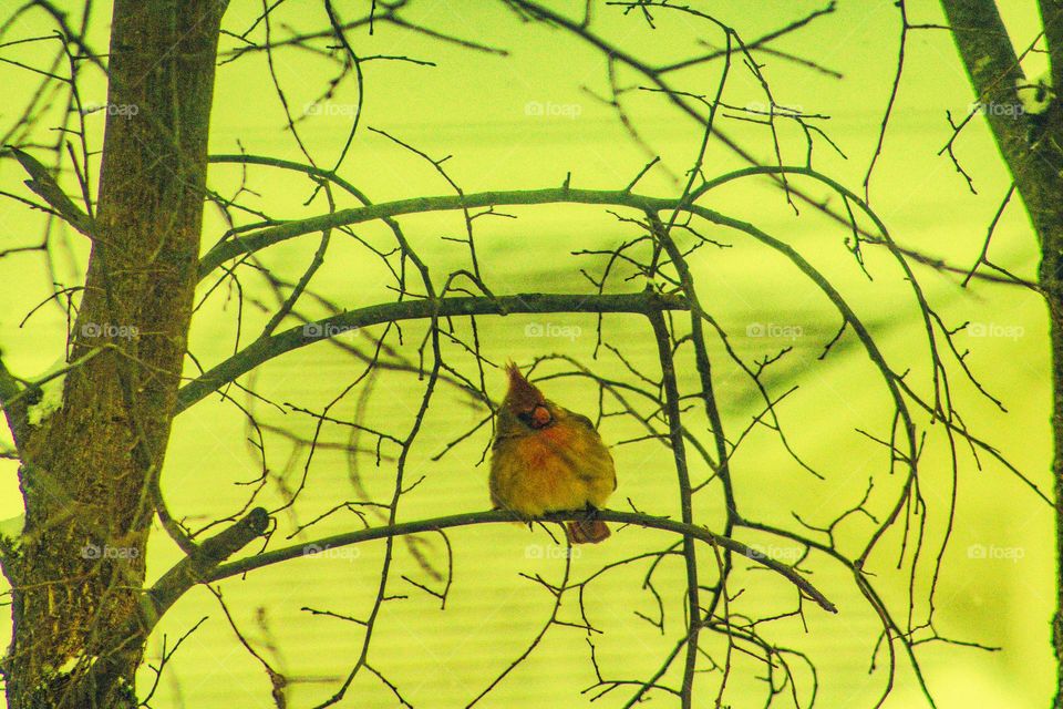 big bird sitting in the branches to escape the snow