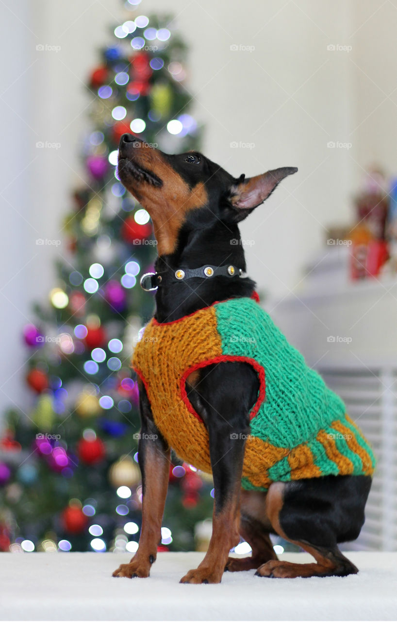 Pinscher dog