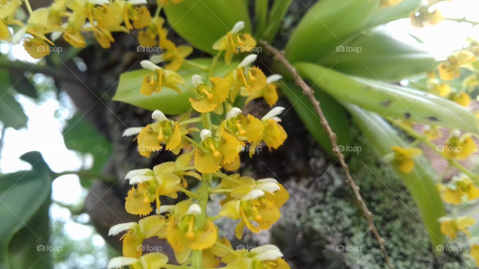 mini orquídea