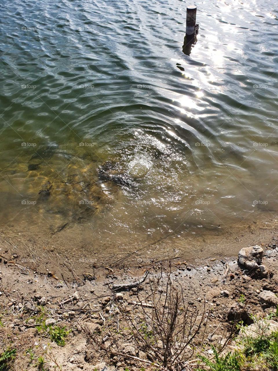 A stone that is thrown into the water.
