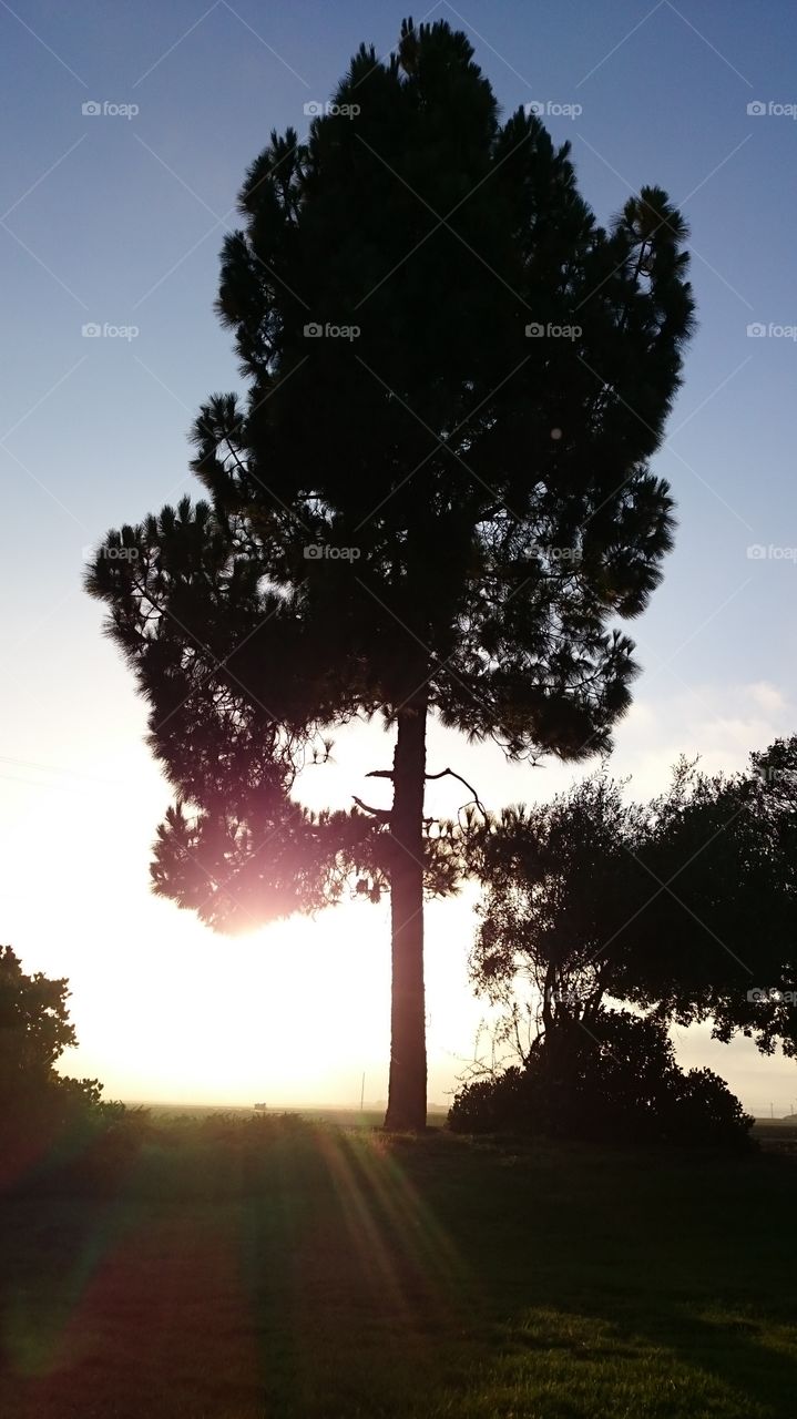 Tree. sunset