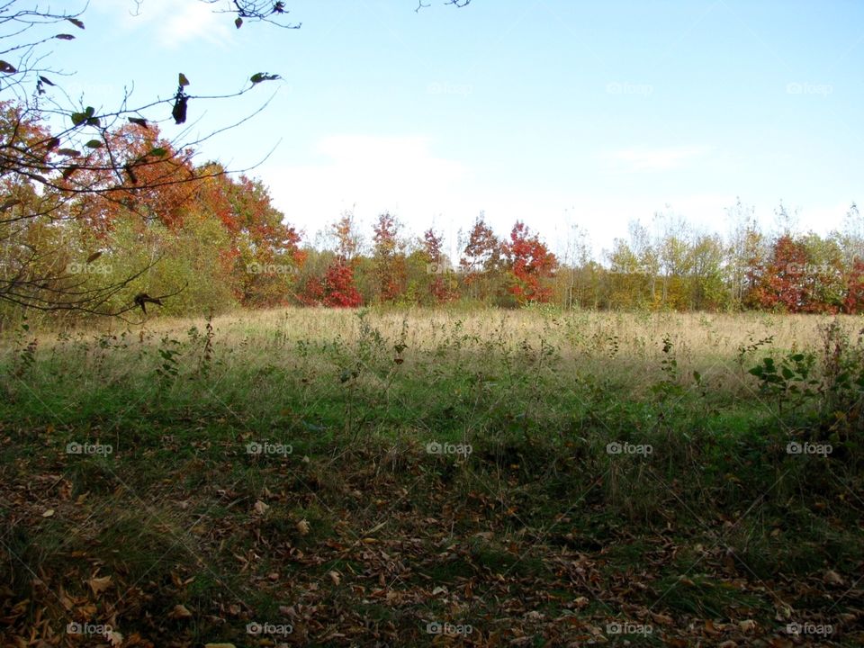 Autumn in the fields