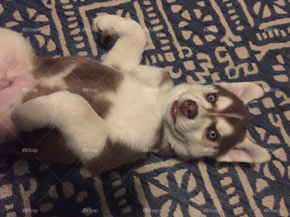 When your pup rolls over just to give you a very cute puppy smile with those amazing husky eyes. 