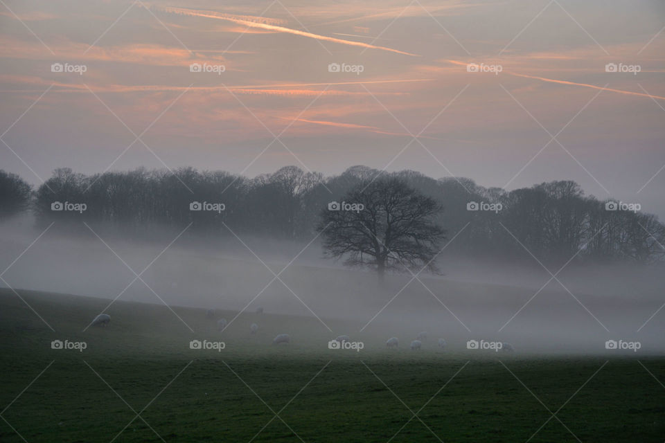 Evening grazing in the mist. Some sheep grazing in the English countryside during a misty golden hour