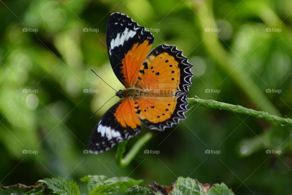 Close-up of a butterfly 
