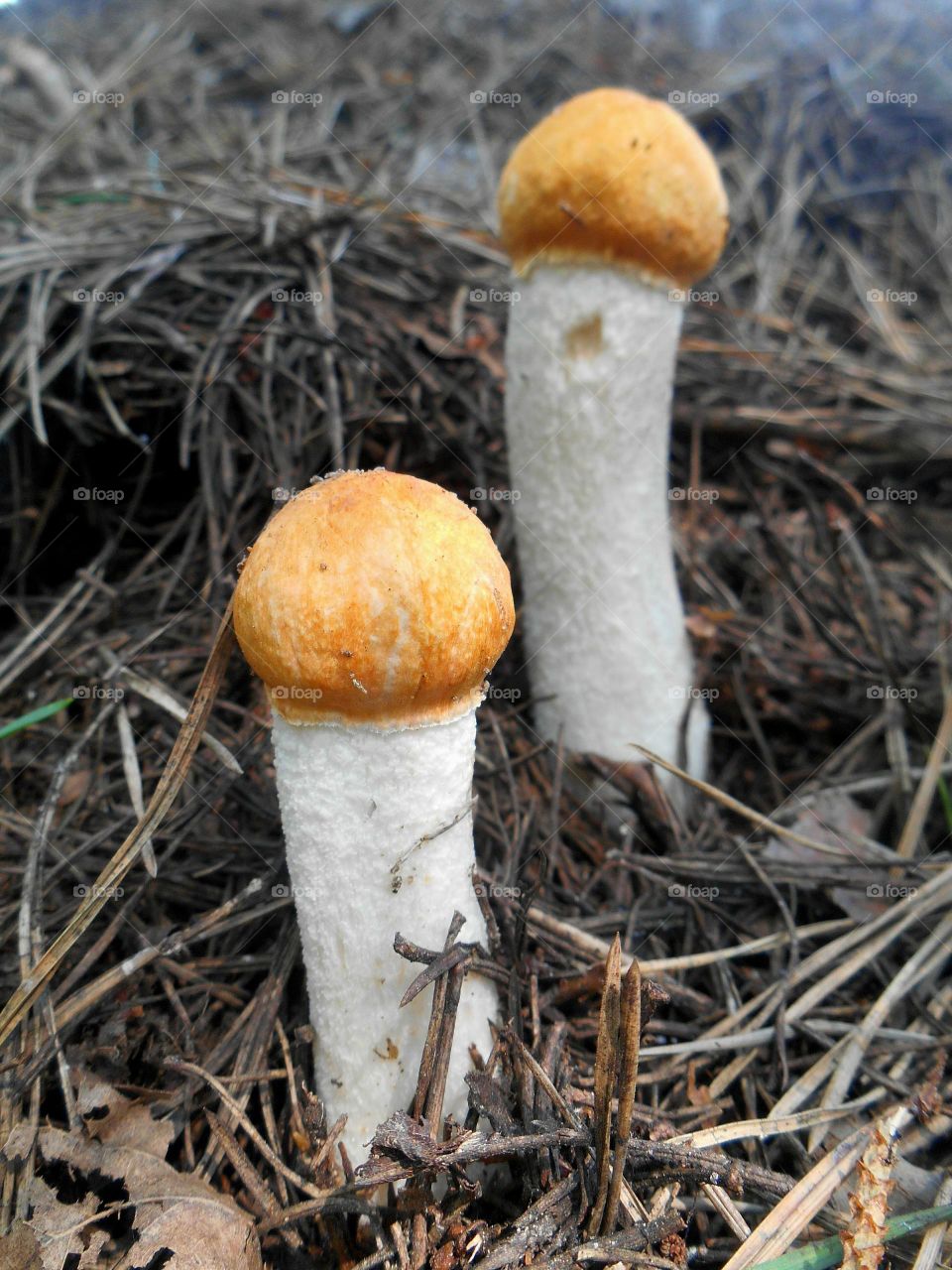 Fungus, Mushroom, Nature, Fall, Wood