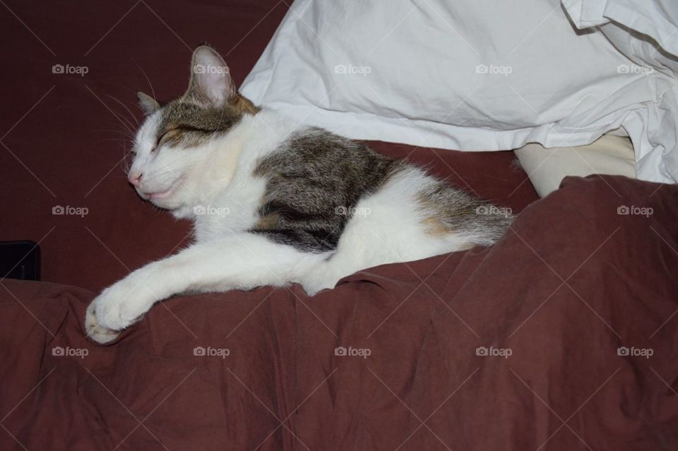 Little cat sleeping on the bed 